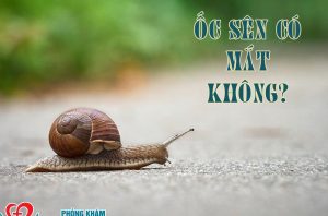 oc-sen-co-mat-khong