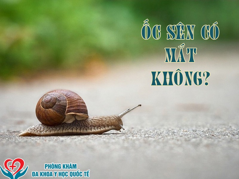 Ốc sên có mắt không