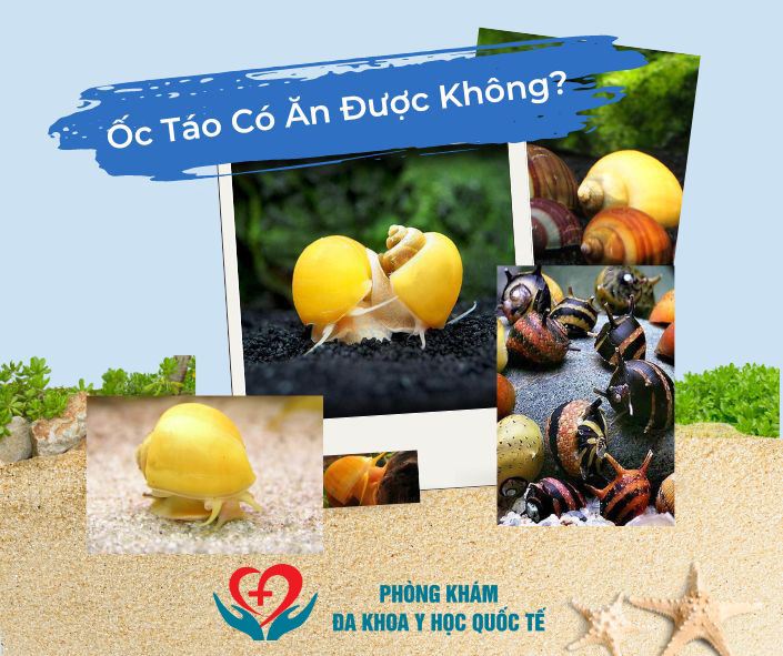 Ốc táo có ăn được không